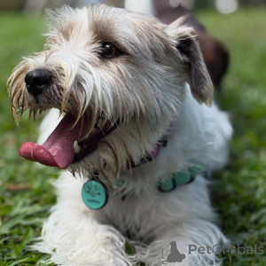 Photo №1. jack russell terrier - for sale in the city of ALAVUS | 568$ | Announcement № 169115