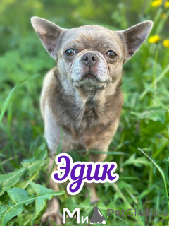 Photo №1. chihuahua - for sale in the city of Munich | 350$ | Announcement № 105208