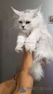 Photo №4. I will sell maine coon in the city of California. breeder - price - 350$