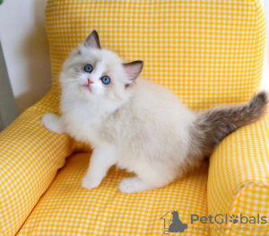 Photo №2 to announcement № 58803 for the sale of ragdoll - buy in United States private announcement