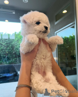 Photo №2 to announcement № 171840 for the sale of non-pedigree dogs - buy in France private announcement