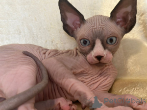 Photo №1. sphynx-katze - for sale in the city of Überlingen | negotiated | Announcement № 146655