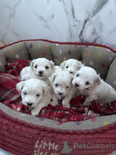 Photo №2 to announcement № 100078 for the sale of maltese dog - buy in Australia private announcement
