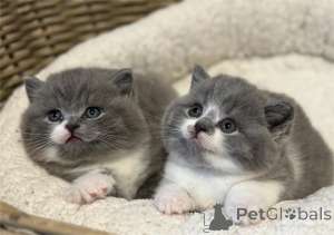 Photo №1. british shorthair - for sale in the city of Bretzfeld | 329$ | Announcement № 153588