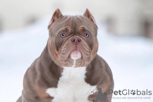 Photo №1. american bully - for sale in the city of Krasnodar | 651$ | Announcement № 44283