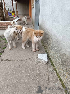 Photo №2 to announcement № 162716 for the sale of akita - buy in Serbia 