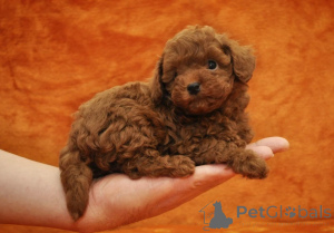 Photo №1. poodle (toy) - for sale in the city of Vilnius | negotiated | Announcement № 162914