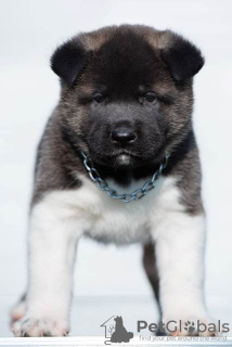 Photo №4. I will sell american akita in the city of Kraljevo.  - price - negotiated