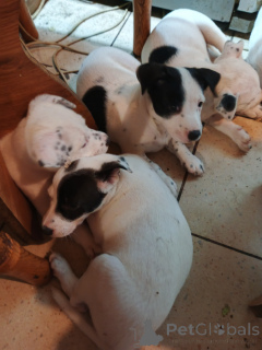 Photo №4. I will sell american staffordshire terrier in the city of Kiev. private announcement - price - negotiated