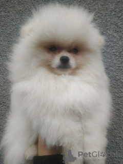 Additional photos: Spitz Pomeranian