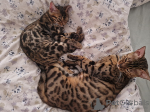 Additional photos: bengal kittens