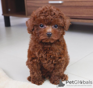 Photo №3. Adorable Toy Poodle Puppies For Sale. Germany