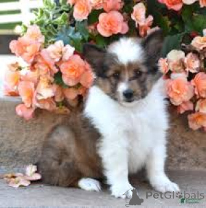 Photo №4. I will sell shetland sheepdog in the city of Helsinki. private announcement, breeder - price - 723$