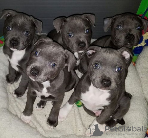 Photo №1. staffordshire bull terrier - for sale in the city of Манчестер | 700$ | Announcement № 25613