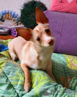 Photo №3. Cream beauty toy terrier 12 months. Russian Federation