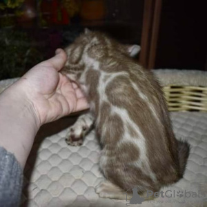 Photo №2 to announcement № 11477 for the sale of bengal cat - buy in Russian Federation private announcement, from nursery, breeder