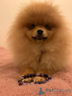 Photo №1. pomeranian - for sale in the city of Tilbury | negotiated | Announcement № 25634