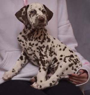 Photo №3. puppy of Dalmatian. Russian Federation