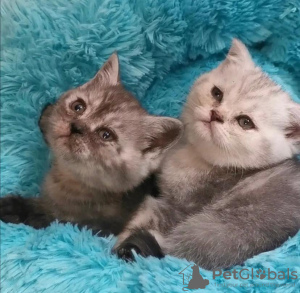 Photo №3. SCOTTISH FOLD KITTENS. United States