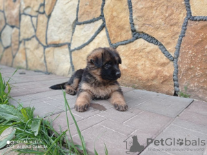 Photo №4. I will sell german shepherd in the city of Вапнярка. private announcement - price - 180$