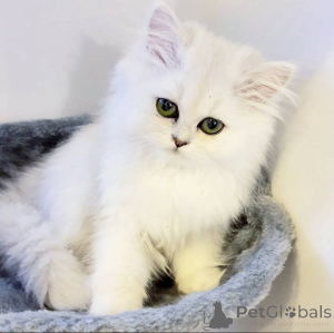 Photo №1.  - for sale in the city of Porto | Is free | Announcement № 162287