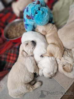 Additional photos: Beautiful chunky golden retriever