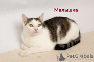 Photo №3. Miraculous cats-sisters baby and mura as a gift. Belarus