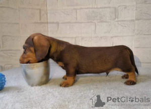 Photo №1. dachshund - for sale in the city of Москва | negotiated | Announcement № 10428
