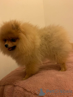 Photo №2 to announcement № 25634 for the sale of pomeranian - buy in United Kingdom private announcement