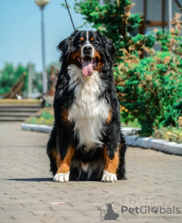 Photo №2 to announcement № 11441 for the sale of bernese mountain dog - buy in Belarus breeder