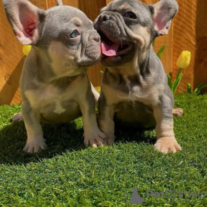 Photo №3. Beautiful french bulldog puppies Business WhatsApp 37256062792. Finland