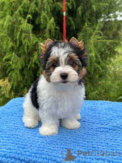 Photo №1.  - for sale in the city of Orsha | negotiated | Announcement № 146820