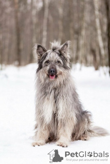 Additional photos: A beautiful dog in good hands.