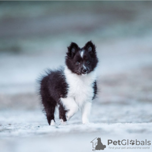 Photo №2 to announcement № 99454 for the sale of shetland sheepdog - buy in Germany private announcement, from nursery, from the shelter