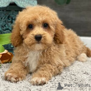 Photo №1. non-pedigree dogs - for sale in the city of Ankum | 282$ | Announcement № 151409