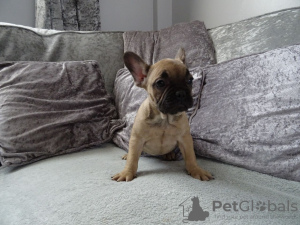 Photo №4. I will sell french bulldog in the city of Leipzig. breeder - price - 370$