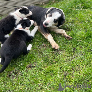 Photo №2 to announcement № 42513 for the sale of border collie - buy in Germany private announcement