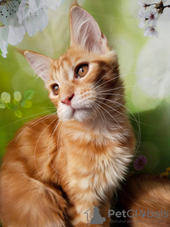 Photo №4. I will sell maine coon in the city of Ryazan. from nursery - price - negotiated