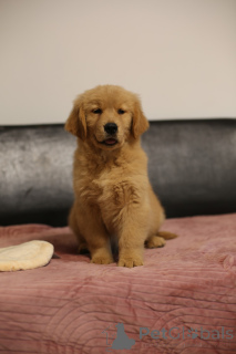 Photo №4. I will sell golden retriever in the city of Boat. breeder - price - 2890$