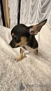 Photo №3. Chihuahuas. Serbia