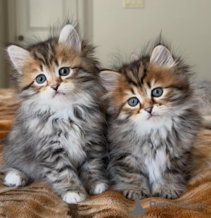 Photo №1. siberian cat - for sale in the city of Berlin | negotiated | Announcement № 154642