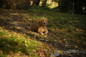 Additional photos: Girls Golden Retriever