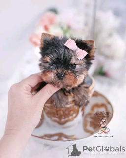Photo №1. yorkshire terrier - for sale in the city of Chicago | 350$ | Announcement № 137887