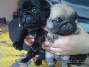 Photo №1. pug - for sale in the city of Riyadh | negotiated | Announcement № 20953