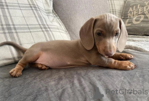 Photo №2 to announcement № 71831 for the sale of dachshund - buy in United States private announcement