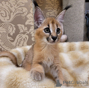 Photo №3. caracal and caracat kitten available. United States