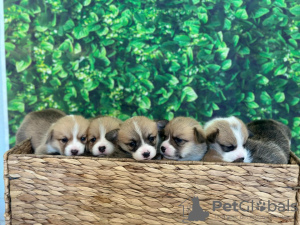 Photo №3. Beautiful Vaccinated Wesley Corgi puppies available for sale now for loving. Estonia