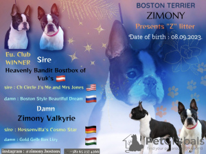 Photo №1. boston terrier - for sale in the city of Belgrade | negotiated | Announcement № 73359