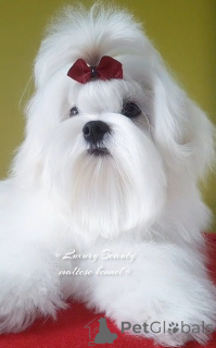 Photo №4. I will sell maltese dog in the city of Kiev. from nursery - price - negotiated