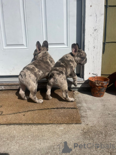 Photo №1. french bulldog - for sale in the city of City of London | 413$ | Announcement № 157405